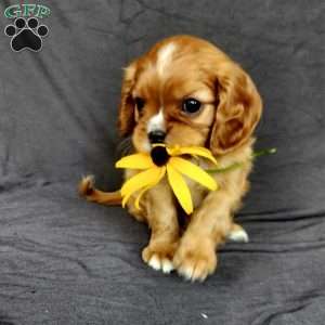 Mr Hillbilly, Cavalier King Charles Spaniel Puppy